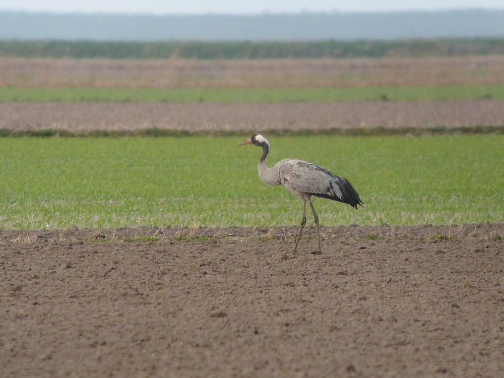 Kraanvogel op Texel - Common Crane